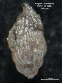 To NMNH Paleobiology Collection (Uvigerina banicaensis CC62964 holo 1)