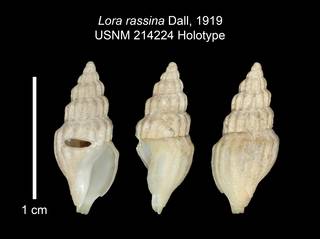 To NMNH Extant Collection (IZ MOL 214224 Holotype Shell Plate)