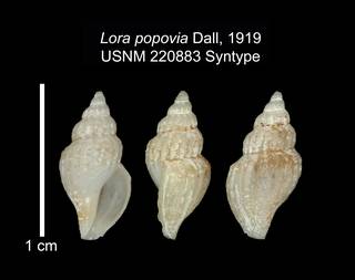 To NMNH Extant Collection (IZ MOL 220883 Holotype Shell Plate)