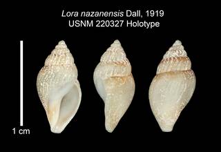 To NMNH Extant Collection (IZ MOL 220327 Holotype Shell Plate)