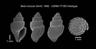 To NMNH Extant Collection (IZ MOL 77165 Holotype Shell SEM Plate)