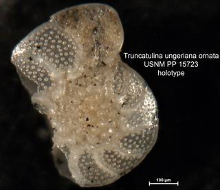 To NMNH Paleobiology Collection (Truncatulina ungeriana var. ornata PP15723 holo 2)