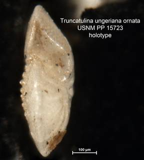 To NMNH Paleobiology Collection (Truncatulina ungeriana var. ornata PP15723 holo 1)
