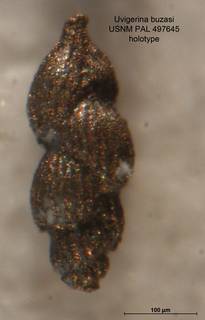 To NMNH Paleobiology Collection (Uvigerina buzasi PAL497645 holo 1)