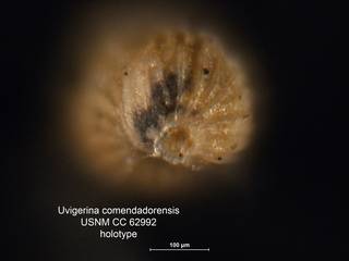 To NMNH Paleobiology Collection (Uvigerina comendadorensis CC62992 holo 2)