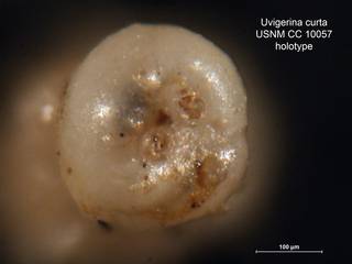 To NMNH Paleobiology Collection (Uvigerina curta CC10057 holo 2)