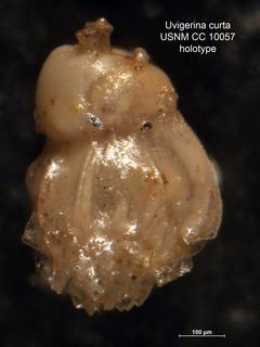 To NMNH Paleobiology Collection (Uvigerina curta CC10057 holo 1)