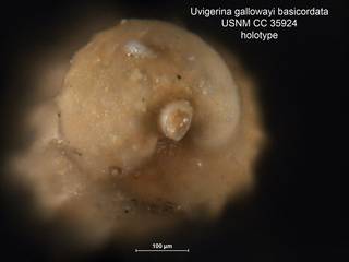 To NMNH Paleobiology Collection (Uvigerina gallowayi basicordata CC35924 holo 2)