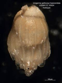 To NMNH Paleobiology Collection (Uvigerina gallowayi basicordata CC35924 holo 1)