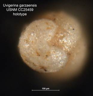 To NMNH Paleobiology Collection (Uvigerina garzaensis CC25459 holo 2)