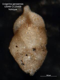 To NMNH Paleobiology Collection (Uvigerina garzaensis CC25459 holo 1)