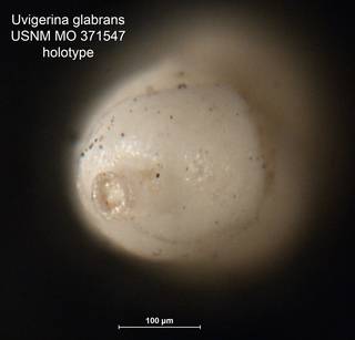 To NMNH Paleobiology Collection (Uvigerina glabrans MO371547 holo 2)