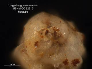 To NMNH Paleobiology Collection (Uvigerina guayacanensis CC62510 holo 2)