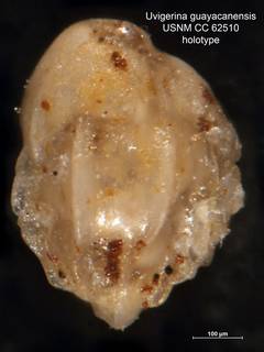 To NMNH Paleobiology Collection (Uvigerina guayacanensis CC62510 holo 1)