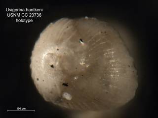 To NMNH Paleobiology Collection (Uvigerina hantkeni CC23736 holo 2)