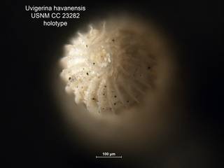 To NMNH Paleobiology Collection (Uvigerina havanensis CC23282 holo 2)