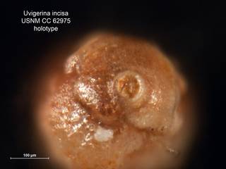 To NMNH Paleobiology Collection (Uvigerina incisa CC62975 holo 2)