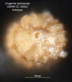 To NMNH Paleobiology Collection (Uvigerina isidroensis CC35922 holo 2)
