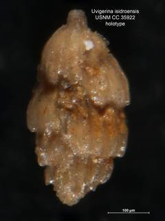 To NMNH Paleobiology Collection (Uvigerina isidroensis CC35922 holo 1)