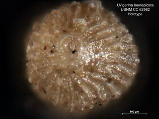To NMNH Paleobiology Collection (Uvigerina laeviapicata CC62982 holo 2)