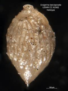 To NMNH Paleobiology Collection (Uvigerina laeviapicata CC62982 holo 1)