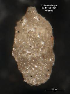 To NMNH Paleobiology Collection (Uvigerina lappa CC23731 holo 1)