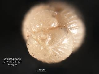 To NMNH Paleobiology Collection (Uvigerina marksi CC57901 holo 2)