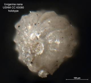 To NMNH Paleobiology Collection (Uvigerina nana CC63080 holo 2)