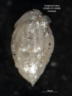 To NMNH Paleobiology Collection (Uvigerina nana CC63080 holo 1)