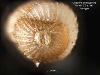 To NMNH Paleobiology Collection (Uvigerina quisqueyana CC63487 holo 2)