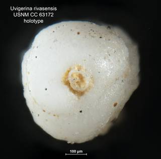 To NMNH Paleobiology Collection (Uvigerina rivasensis CC63172 holo 2)