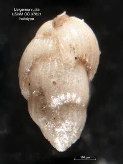 To NMNH Paleobiology Collection (Uvigerina rutila CC37821 holo 1)