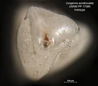 To NMNH Paleobiology Collection (Uvigerina scrobiculata PP17380 holo 2)