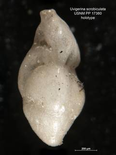 To NMNH Paleobiology Collection (Uvigerina scrobiculata PP17380 holo 1)