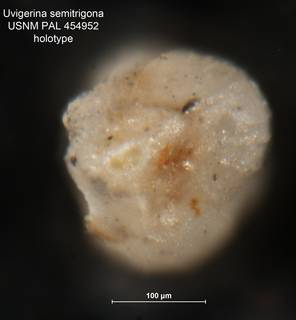 To NMNH Paleobiology Collection (Uvigerina semitrigona PAL454952 holo 2)
