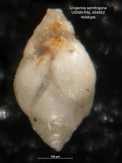 To NMNH Paleobiology Collection (Uvigerina semitrigona PAL454952 holo 1)