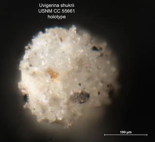 To NMNH Paleobiology Collection (Uvigerina shukrii CC55661 holo 2)