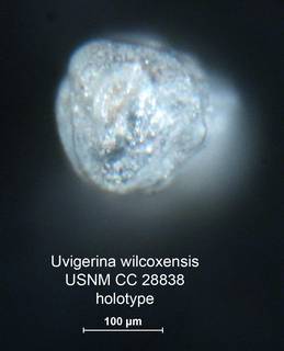 To NMNH Paleobiology Collection (Uvigerina wilcoxensis CC28838 holo 2)