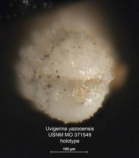 To NMNH Paleobiology Collection (Uvigerina yazooensis MO371549 holo 2)