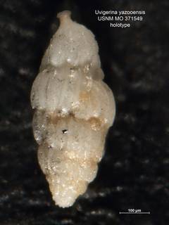 To NMNH Paleobiology Collection (Uvigerina yazooensis MO371549 holo 1)