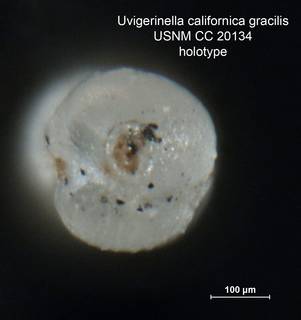 To NMNH Paleobiology Collection (Uvigerinella californica gracilis CC20134 holo 2)