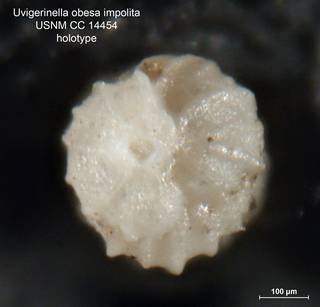 To NMNH Paleobiology Collection (Uvigerinella obesa impolita CC14454 holo 2)