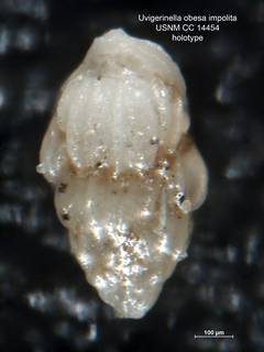 To NMNH Paleobiology Collection (Uvigerinella obesa impolita CC14454 holo 1)