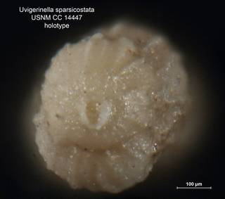 To NMNH Paleobiology Collection (Uvigerinella sparsicostata CC14447 holo 2)