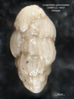 To NMNH Paleobiology Collection (Uvigerinella sparsicostata CC14447 holo 1)