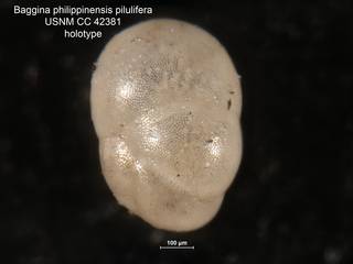 To NMNH Paleobiology Collection (Baggina philippinensis pilulifera CC42381 holo 2)