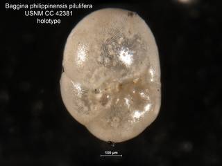 To NMNH Paleobiology Collection (Baggina philippinensis pilulifera CC42381 holo 1)