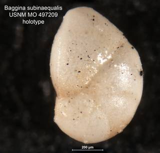 To NMNH Paleobiology Collection (Baggina subinaequalis MO497209 holo 1)