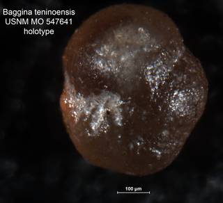 To NMNH Paleobiology Collection (Baggina teninoensis MO547641 holo)