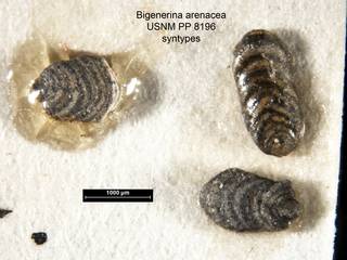 To NMNH Paleobiology Collection (Bigenerina arenacea PP8196 syn)